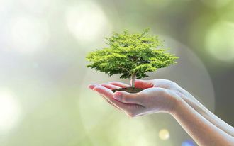 Baum in Hand
